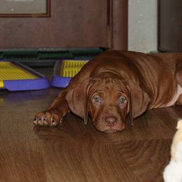 Rhodesian Ridgeback Puppies from On The Rocks Rhodesian Ridgebacks