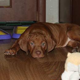 Rhodesian Ridgeback Puppies from On The Rocks Rhodesian Ridgebacks