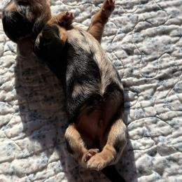 Dachshund Puppies from Little Doxie Farm