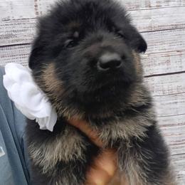 White - Black and tan female German Shepherd puppy in Gustavus, Ohio from Cross Kreek Kennels