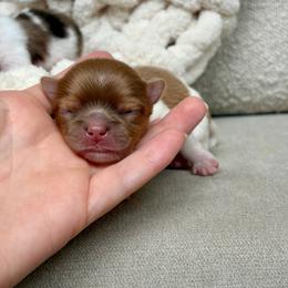 Max -4950 - Red and white male Chihuahua puppy in Beaumont, Texas from Down south pups