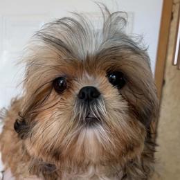 Rocco - Brindle and white male Shih Tzu puppy in Victorville, California from Precioustzus