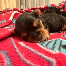 Yorkshire Terrier Puppies from Debbie’s Little Yorkies