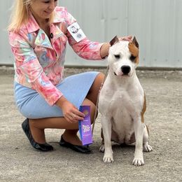 American Staffordshire Terrier All Grown Up from Explicit Amstaffs Of New England