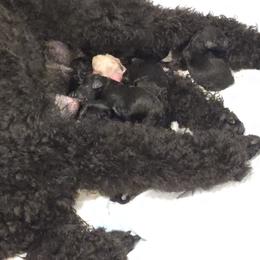 Purple Collar Girl - Black female Poodle puppy in Keats, Kansas from Little Apple Standard Poodles
