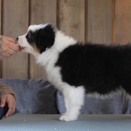 Australian Shepherd Puppies from Riot Austrailan Shepherds