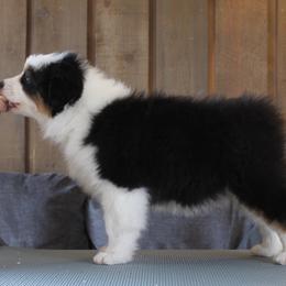 Australian Shepherd Puppies from Riot Austrailan Shepherds