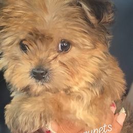 Biewer Terrier, Yorkipoo, and Yorkshire Terrier Puppies from Tiny Paws Luxury Pets