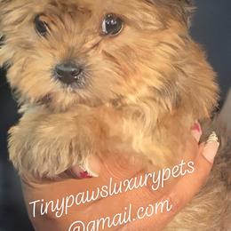 Biewer Terrier, Yorkipoo, and Yorkshire Terrier Puppies from Tiny Paws Luxury Pets