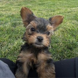 Boy 1 - Geen Collar - Yorkshire Terrier puppy from Alvarado’s Yorkies
