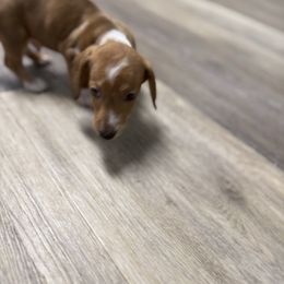 Boy 1 - Piebald male Dachshund puppy in Gastonia, North Carolina from Lanier’s Little Weenies
