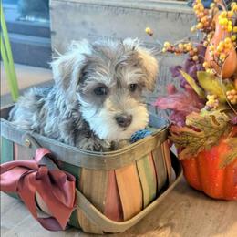 Elsa - Liver female Miniature Schnauzer puppy in Ferndale, Washington from Blackhorse Schnauzers Washington state