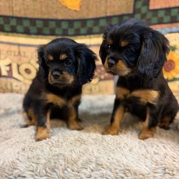 Carly - Black and tan female Cavalier King Charles Spaniel puppy in Sandstone, Minnesota from Peaceful Garden Cavaliers