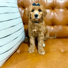 Shamrock - Red  female Goldendoodle puppy in Orangevale, California from Ugly Dad Doodles