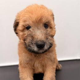 Roman Reigns - Wheaten male Soft Coated Wheaten Terrier puppy in Grand Prairie, Texas from Wonderful Wheatens
