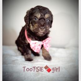TOOTSIE - Brown and white female Aussiedoodle puppy in Houston, Texas from Jomelkin Furry Pals