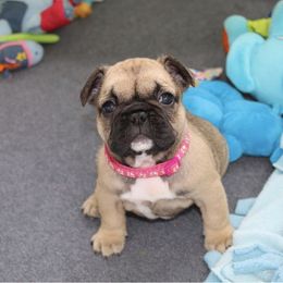 French Bulldog Puppies from SnortVille Bullies