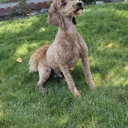 King Yellow - Apricot Poodle puppy in Billings, Montana from Paws&Ponies