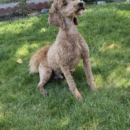 King Yellow - Apricot Poodle puppy in Billings, Montana from Paws&Ponies