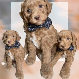 David - Red  male Goldendoodle puppy in Decatur, Texas from Scherrer Sweet Goldendoodles