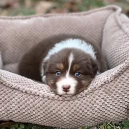Ruby - Red tri-color female Australian Shepherd puppy in Augusta, Georgia from Incendia Aussies & Dobies