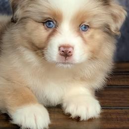 Dior - Red merle female Australian Shepherd puppy in Fultonville, New York from Sandy Aussies, Mini Dachshunds & Pomeranians