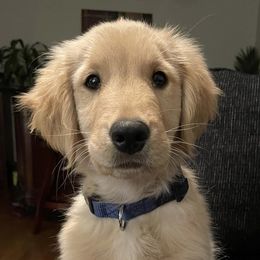 Golden Retrievers from Kennedy’s South Jersey Golden Retriever Puppies