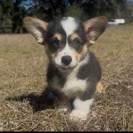 AKC Red - Black and tan male Pembroke Welsh Corgi puppy in Summerfield, Florida from Promise Land Farm