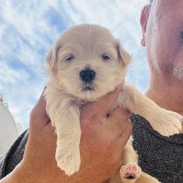 Girl 2S - Cafe au lait female Maltipoo puppy in Las Vegas, Nevada from Maltipoo_vegas