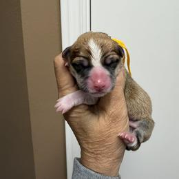 Yellow Collar Female - Sable female Pembroke Welsh Corgi puppy in Victoria, Texas from Clear Creek Corgis