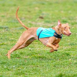 Peach - Pharaoh Hound
