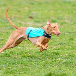 Peach - Pharaoh Hound