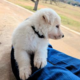 German Shepherd Puppies from Haven Farm