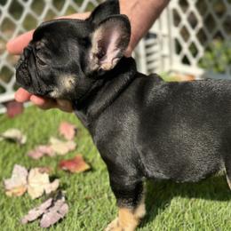 French Bulldog Puppies from Jolie Frenchies