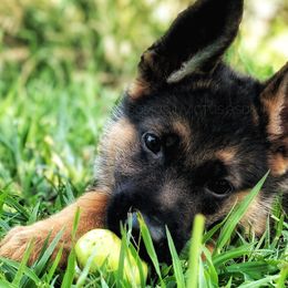 German Shepherds from Domus Invictus German Shepherds