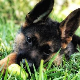 German Shepherds from Domus Invictus German Shepherds