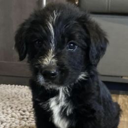 Goldendoodles from Tillie’s House of Doodles