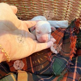 Boots - Cream male Dachshund puppy in Pontotoc, Mississippi from Toddy Kennels