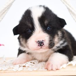 Hawke - Black and tan male Pembroke Welsh Corgi puppy in San Antonio, Texas from Moxxi's Legacy Corgis