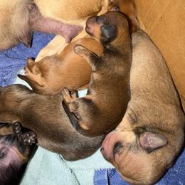Thor - Red male Dachshund puppy in Madisonville, Texas from Little B’s Dachshund Farm