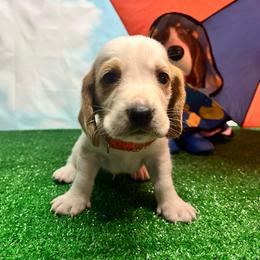 Orange Collar Little Boy - Lemon and white male Basset Hound puppy in Hurtsboro, Alabama from PARK’s Family Farm