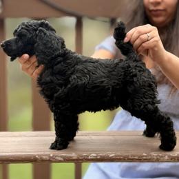 Rocky Road - Black male Poodle puppy in Eugene, Oregon from Mount Zion Kennels