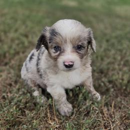 Female 3 - Red merle and white female American Corgi puppy in Portland, North Dakota from Sliding stop corgis