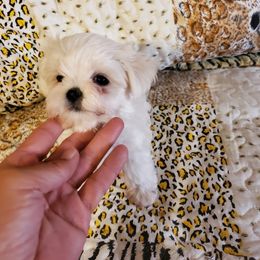 Maltese Puppies from RagTak Maltese