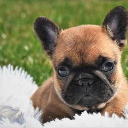 French Bulldog Puppies from Bullish Pride