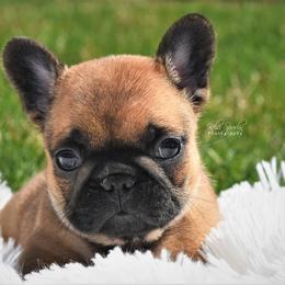 French Bulldog Puppies from Bullish Pride