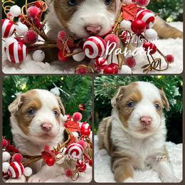 (8) Dancer, RMF - Red merle female Miniature American Shepherd puppy in Huntington, Texas from JKKJ Farms