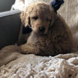 Goldendoodle Puppies from Heart of Goldendoodles