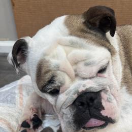 Daphne - Bulldog