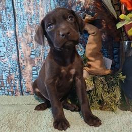 Boy 4 - Black and white male German Shorthaired Pointer puppy in Laporte, Minnesota from Northern Odyssey Gun Dogs
